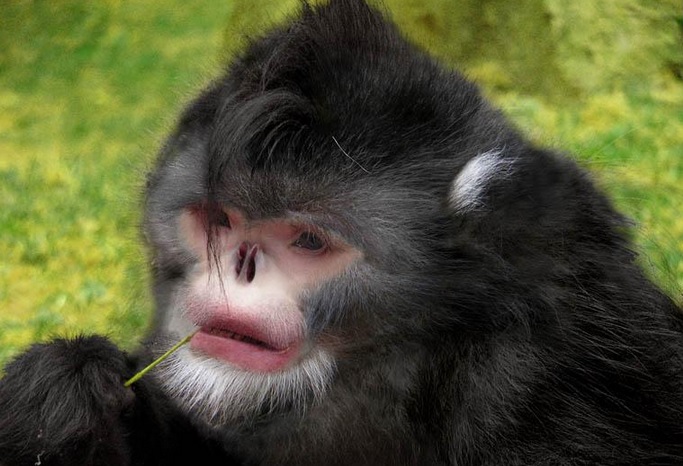 The sneezing monkey is one of 211 new species found in the Himalayas.