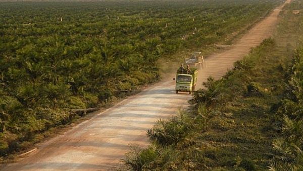 A truck drives through a palm oil plantation in Indonesia’s Central Kalimantan province. The country is one of the largest producers of palm oil in the world, along with Malaysia.