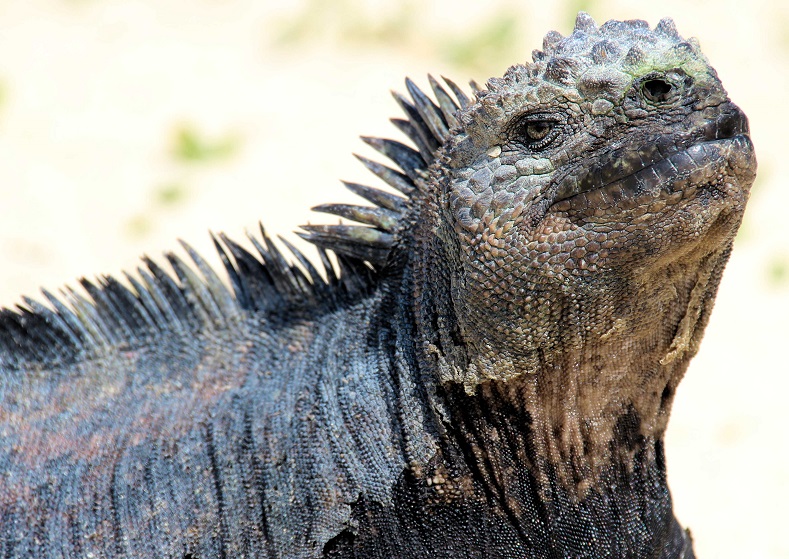 The marine iguana is one of the archipelago's most unusual animals. It's the only modern species of lizard that forages for food in the sea. While living on land, the iguana's main food source is seaweed, forcing this unusual lizard to spend much of its time combing the shoreline and even diving into the sea to find food.