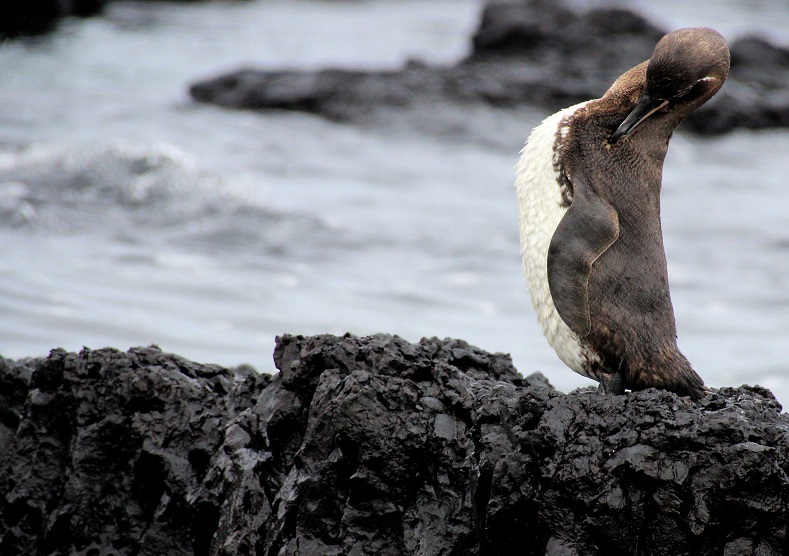 The Galapagos penguin is not only the world's second smallest species of penguin, but also the only type to live in the wild in the Northern Hemisphere.