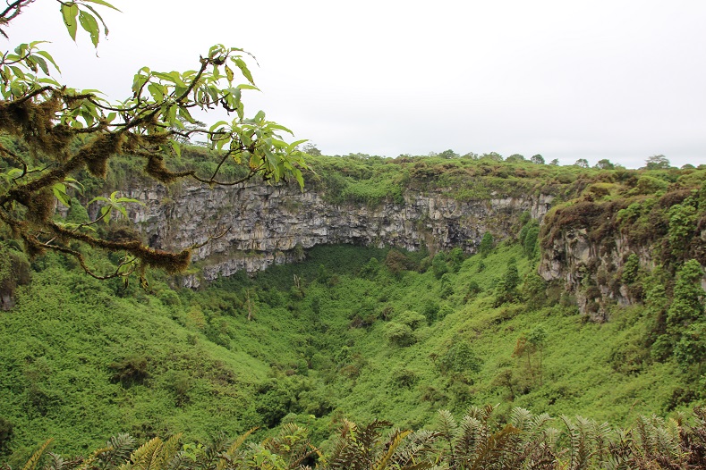 Much of the interior of the island of Santa Cruz is close to impenetrable due to the thick foliage. Across the Galapagos, there are as many as 600 native plants.