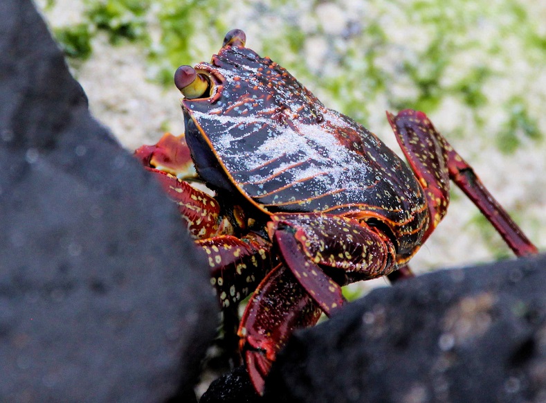 The red rock crab may not be endemic to the Galapagos, but its distinct color adds some serious flair to the islands' pitch black, rocky shores.