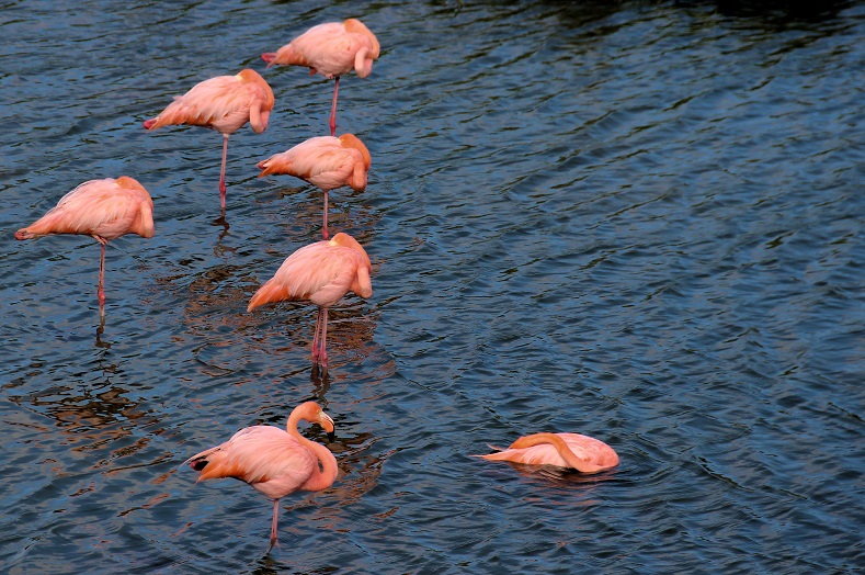 Perhaps one of the most surprising species of bird to be found on the islands is the Galapagos flamingo. With a population of less than 400, this species has the smallest population of any flamingo variety in the world, and is a startling sight in these far flung islands.