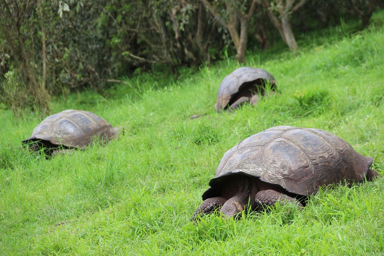 And of course, the most famous inhabitant of the islands: the giant tortoises. The Galapagos is just one of two places in the world where giant tortoises can still be found in the wild, and have lived on the archipelago for as long as 3 million years.
