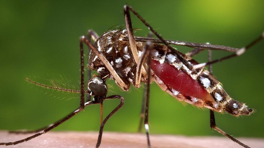 Like dengue and chikungunya, zika is spread by infected mosquitoes.