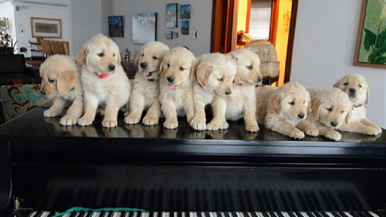 President Correa uploaded the photo of the puppies he's raffling off to 