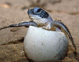 The Guanahacabibes National Park is one of the most important places in Cuba where sea turtles come ashore to lay eggs