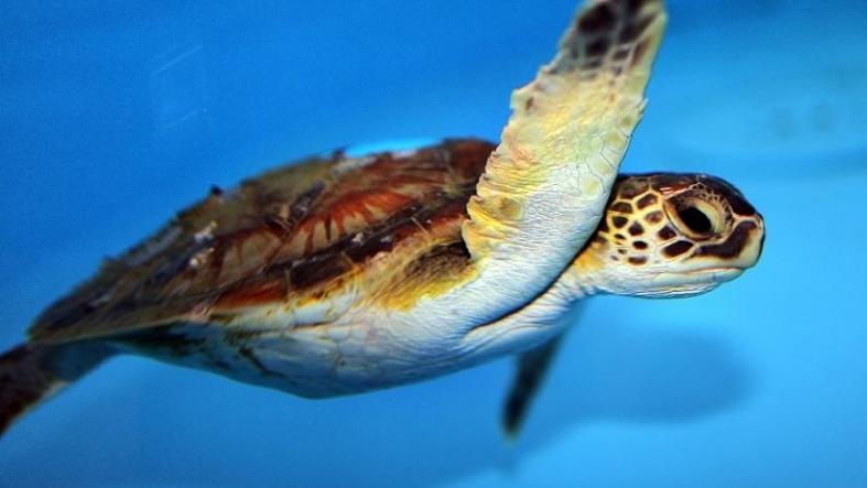 Sea turtles increasingly face dangers due to climate change.