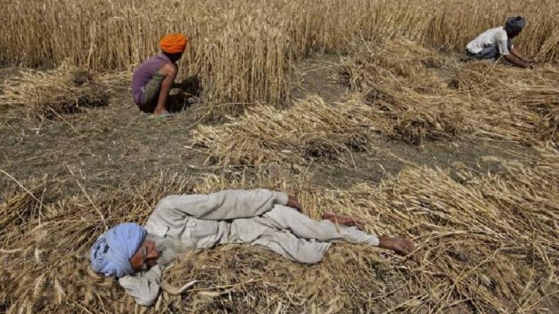A farmer rests as his family members harvest a wheat crop in a field at Mannana village in Punjab April 22, 2015. Every year, more than 2,000 farmers in Punjab kill themselves to escape the shame of chronic debt.