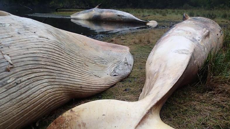 Three dead Sei whales washed ashore in the Gulf of Penas, Patagonia, Chile Apr. 21, 2015.