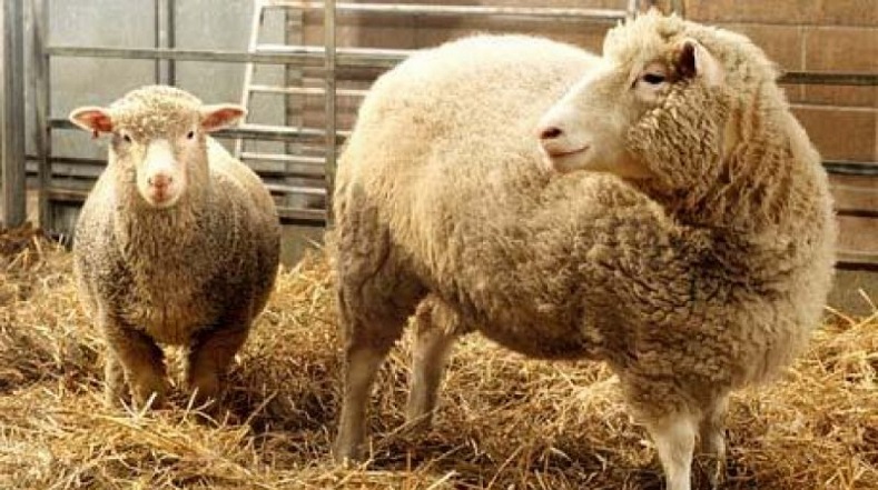 Dolly (R), the first cloned sheep, stands in her pen at Edinburgh's Roslin Institute with Polly, another cloned sheep.