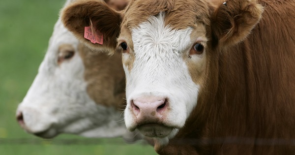 Beef is one of Argentina's leading exports.