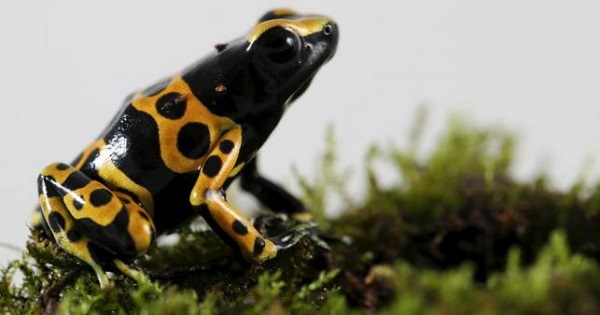 A poison dart frog at a laboratory in Caracas, Venezuela.