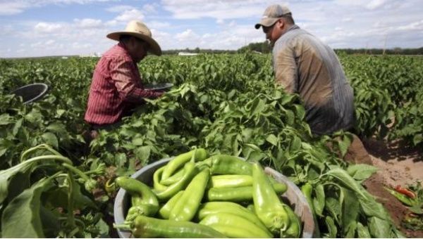 Farmers harvest chile peppers in Hatch, New Mexico. 