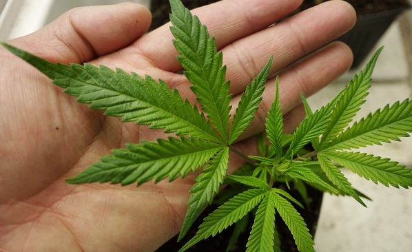 Medical and recreational marijuana is legal in almost half of U.S. states.