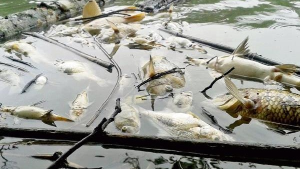 Thousands of fish were killed when toxic substances were spilled into Guatemala's La Pasion river.