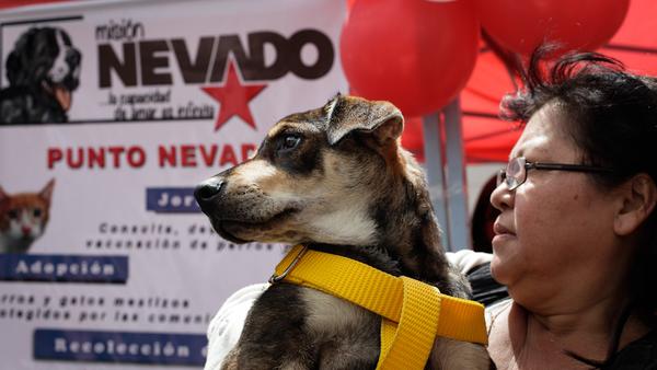 More than 6,000 pets have found new homes thanks to Mission Nevado.