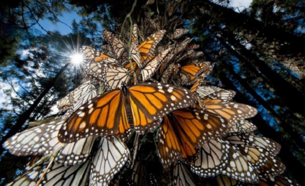 The butterflies congregate, clustering onto pine and oyamel trees.