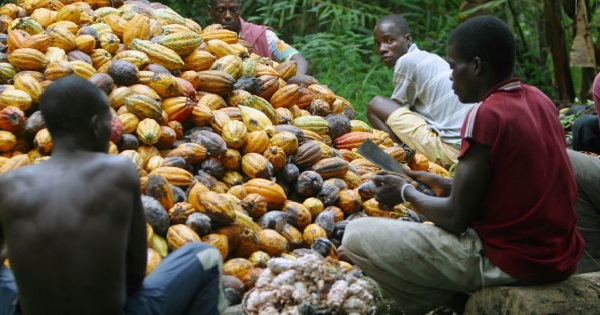 Ivorian farmers break cocoa nuts in Agboville, Ivory Coast.