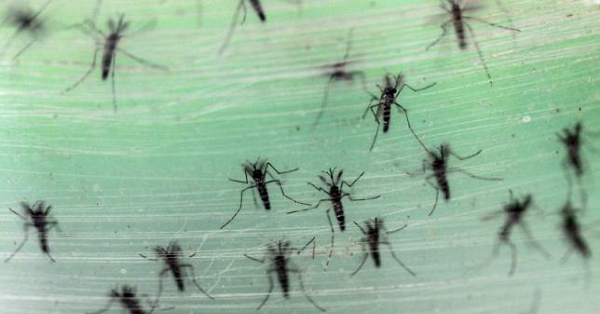 Male Aedes albopictus mosquitoes are seen in this picture. Zika virus is among the viruses spread by the species.