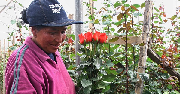 The rose industry employs thousands in Ecuador.