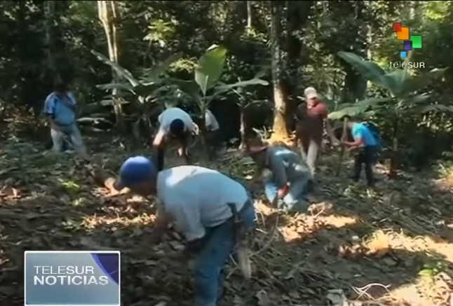 The communal council members working the land in Barinas