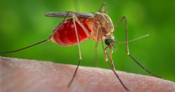 The Aedes mosquito transmits the Zika virus.