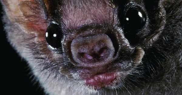 Indigenous children have died after being bitten by rabid vampire bats.