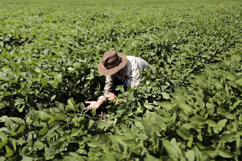 A farmer checks his soybean crops.