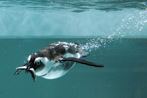Without access to the ocean, the colony of penguins has been forced to trek 60 kilometers to seek fish.