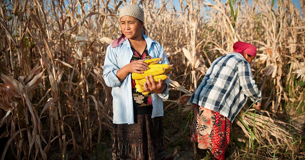 Farmers harvest corn in Kyrgyzstan.