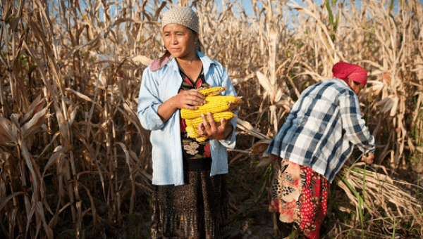 Farmers harvest corn in Kyrgyzstan. 