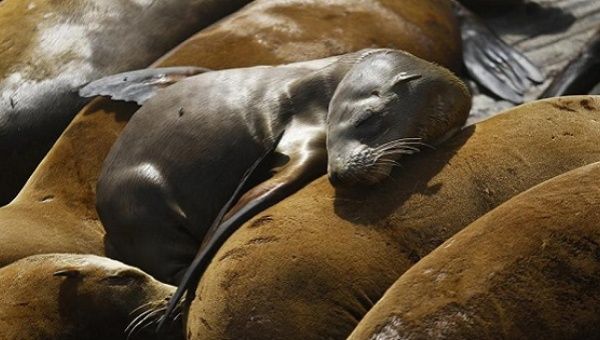 A pup lies with older sea lions at the Coast Guard Pier in Monterey, California.