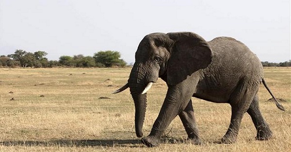 An elephant walks in Serengeti National Park August 18, 2012.