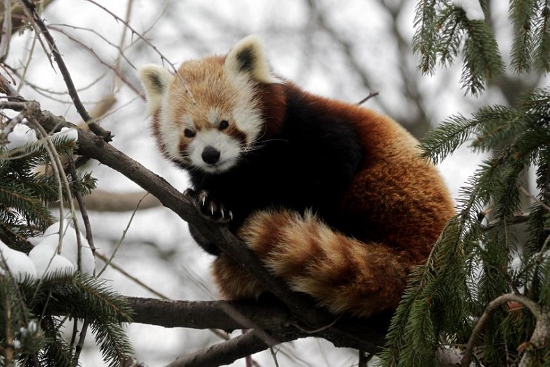 The Red Panda, native to the eastern Himalayas and southwestern China, is classified as endangered by the International Union for Conservation of Nature and Natural Resources. Its wild population is estimated at less than 10,000 mature individuals and the population continues to decline due to habitat loss, inbreeding depression and poaching. 