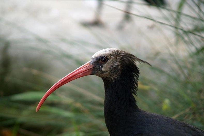 The Northern Bald Ibis is so critically endangered that the Society for the Protection of Nature in Lebanon offered a reward of US$1,000 to the person who can return the only female bird who knows the migration routes to wintering grounds in Ethiopia and remains missing. Less than 10 are left in Syria with the faltering numbers blamed partly on the civil war which has engulfed the nation since March 2011.