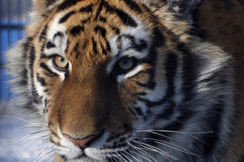 All species of tiger are endangered, with the biggest threats they face being habitat loss through deforestation and poaching as their skin and body parts can be used to make traditional medicine. Conservationists in China and Russia are attempting to improve Amur tiger populations however numbers are still steadily declining. The global population is estimated to be less than 4,000. 