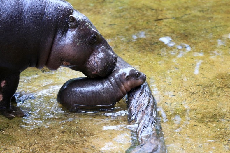 The pygmy hippopotamus, found in Liberia and Sierra Leone, may look like pint-sized version of the hippopotamus but its behavior is more akin to the water dwelling Tapir. Increased mining activity in their habitat and hunting are the primary reasons why there are only 3,000 left in the wild.