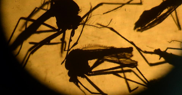 The Zika virus is mainly spread via the bite of the Aedes aegypti mosquito.