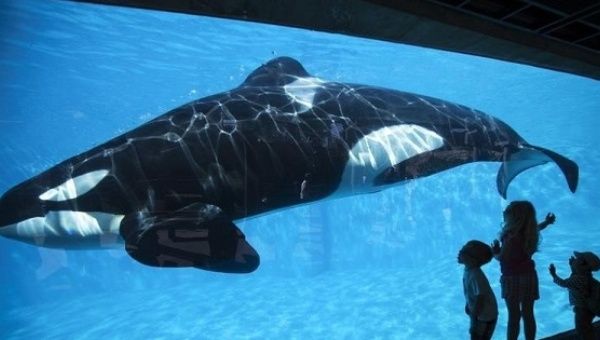 Tilikum has been living in SeaWorld Orlando for the past 23 years