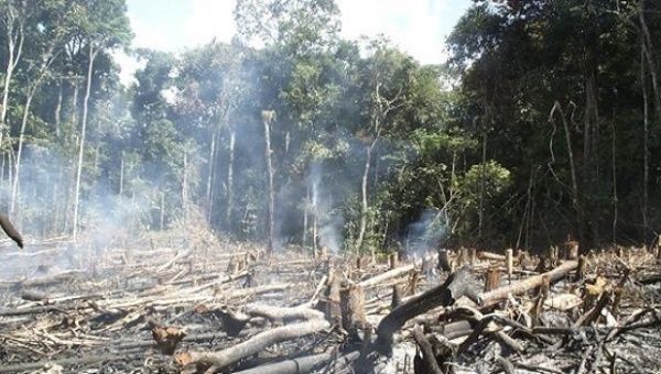 The road is used for illegal logging in the Amazon. 