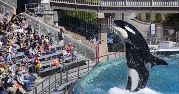 Visitors are greeted by an Orca killer whale as they attend a show featuring the whales during a visit to the animal theme park SeaWorld in San Diego, California March 19, 2014.