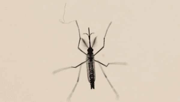 An Aedes aegypti mosquito is seen at the Laboratory of Entomology and Ecology of the Dengue Branch of the U.S. Centers for Disease Control and Prevention in San Juan, Puerto Rico, in this March 6, 2016 file photo.