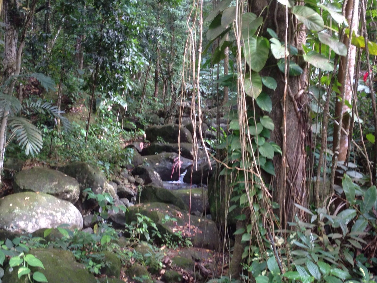 Track in a section of the rain forest in Chassin, Babonneau, Saint Lucia.