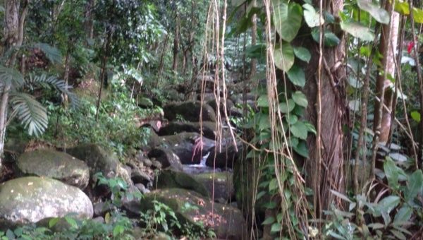 Track in a section of the rain forest in Chassin, Babonneau, Saint Lucia.