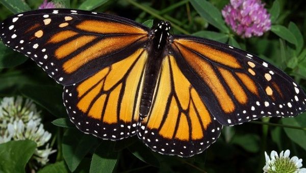 The annual migration of monarch butterflies across North America is considered one of the world's amazing natural phenomena.