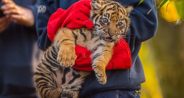 A rare, three-month-old tiger cub carried by a keeper to its health check-up at Chester Zoo.