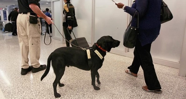 Transportation Security Administration behavior detection officer Hurley directs dog to conduct screenings of airline passengers at Miami International Airport in Miami.