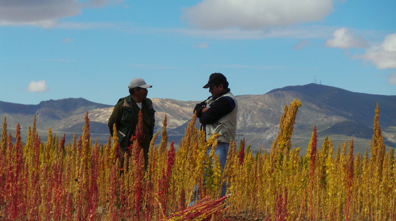 Falling Quinoa Prices Hit Bolivian Farmers Hard