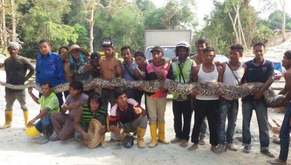 Members of Malaysia’s civil defence force hold the python.